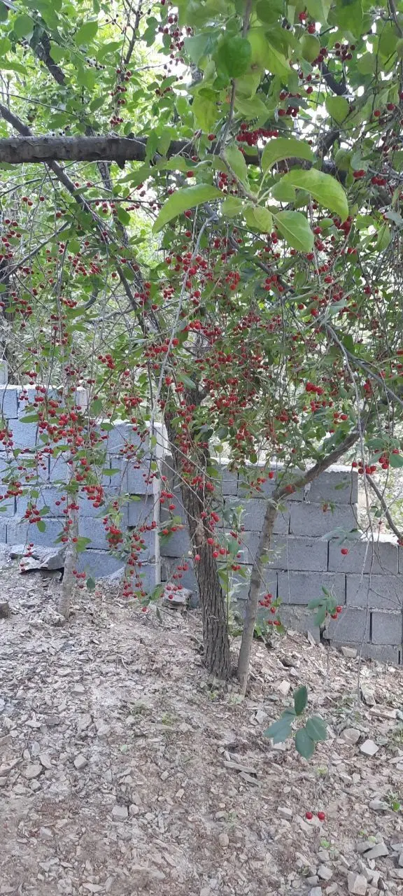 باغ زشک زیبا زشک ۲_۱