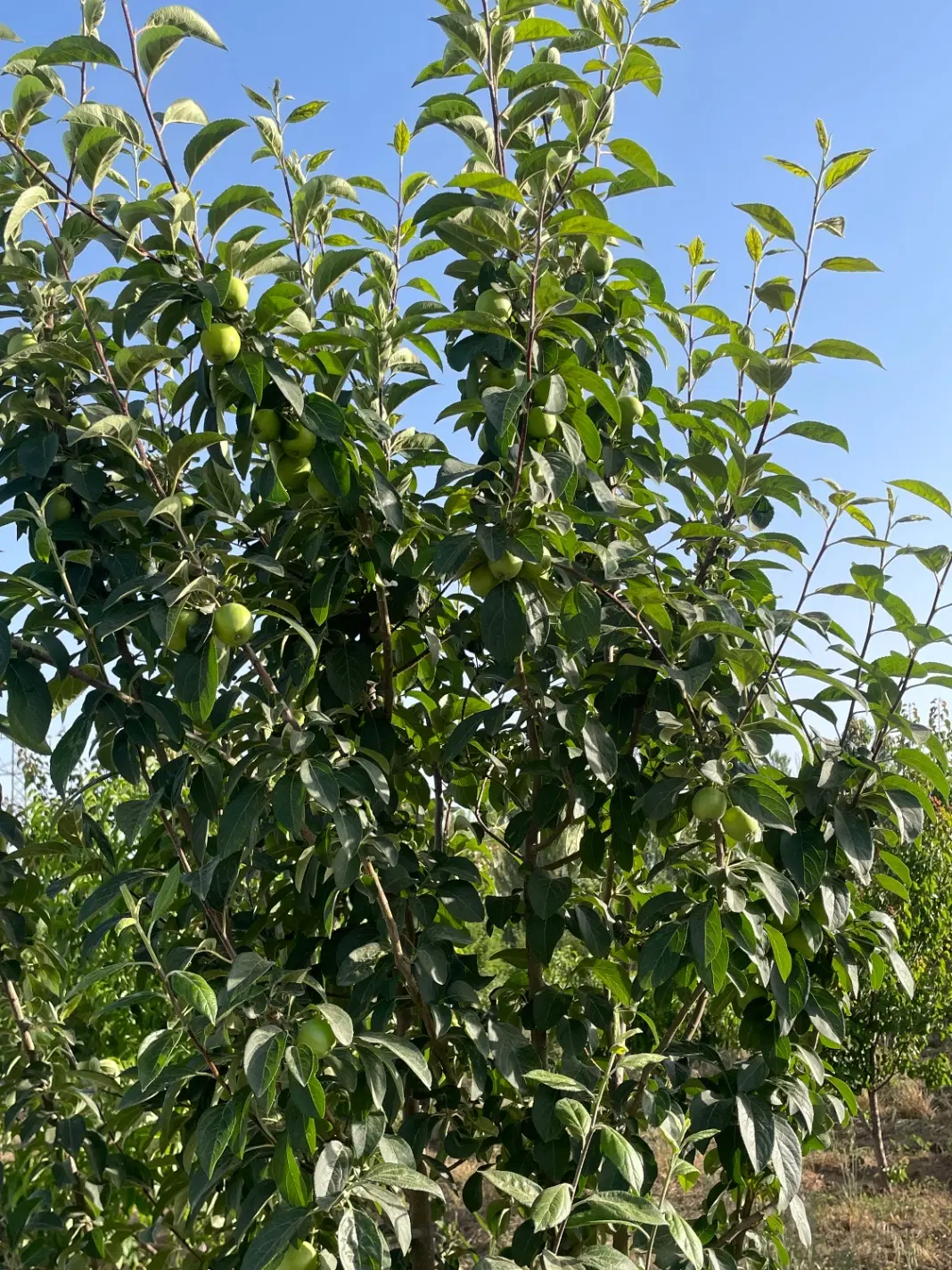 باغ عسگرآباد ۲۰۰۰ متری سند تک برگ
