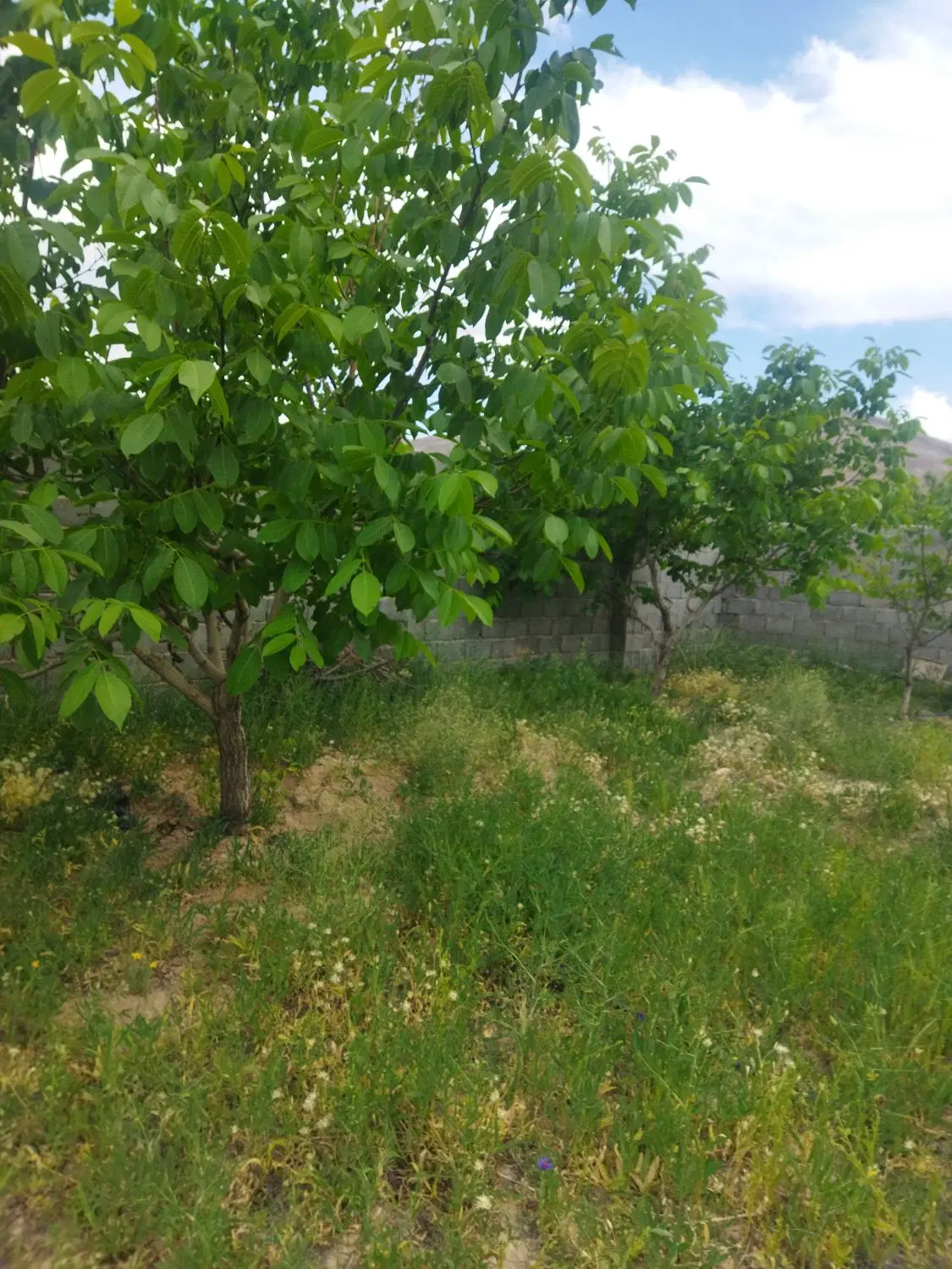باغ منطقه گردشگری سیاسرد