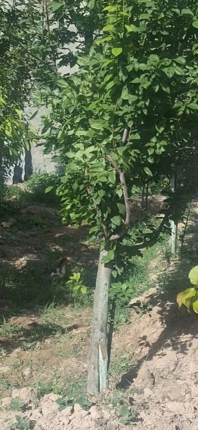 باغچه