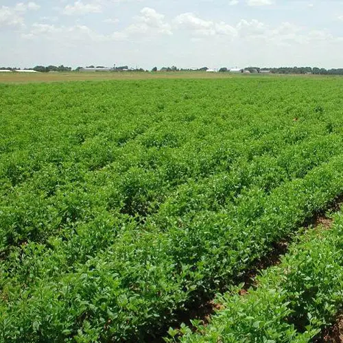 زمین کشاورزی