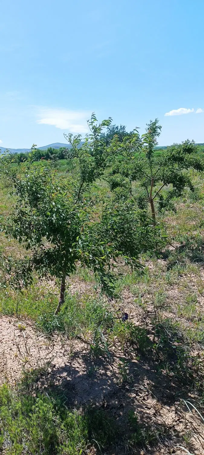 زمین باغی و کشاورزی