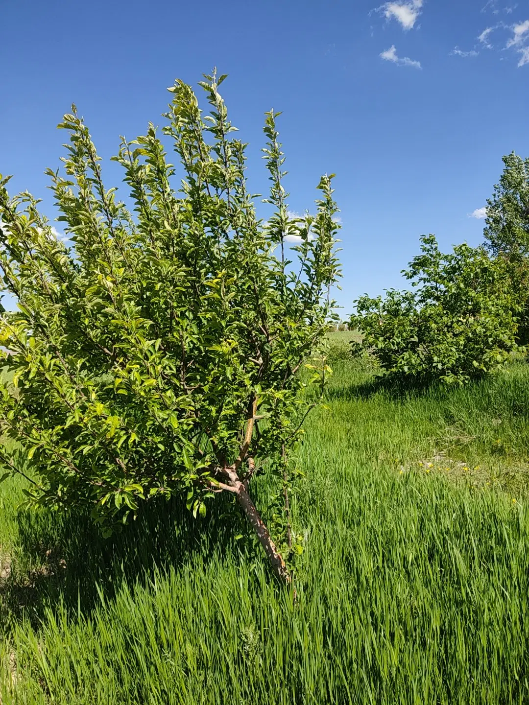 باغ در روستای اژدهاتو