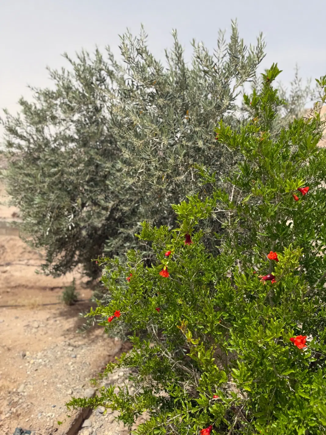 باغ زیتون