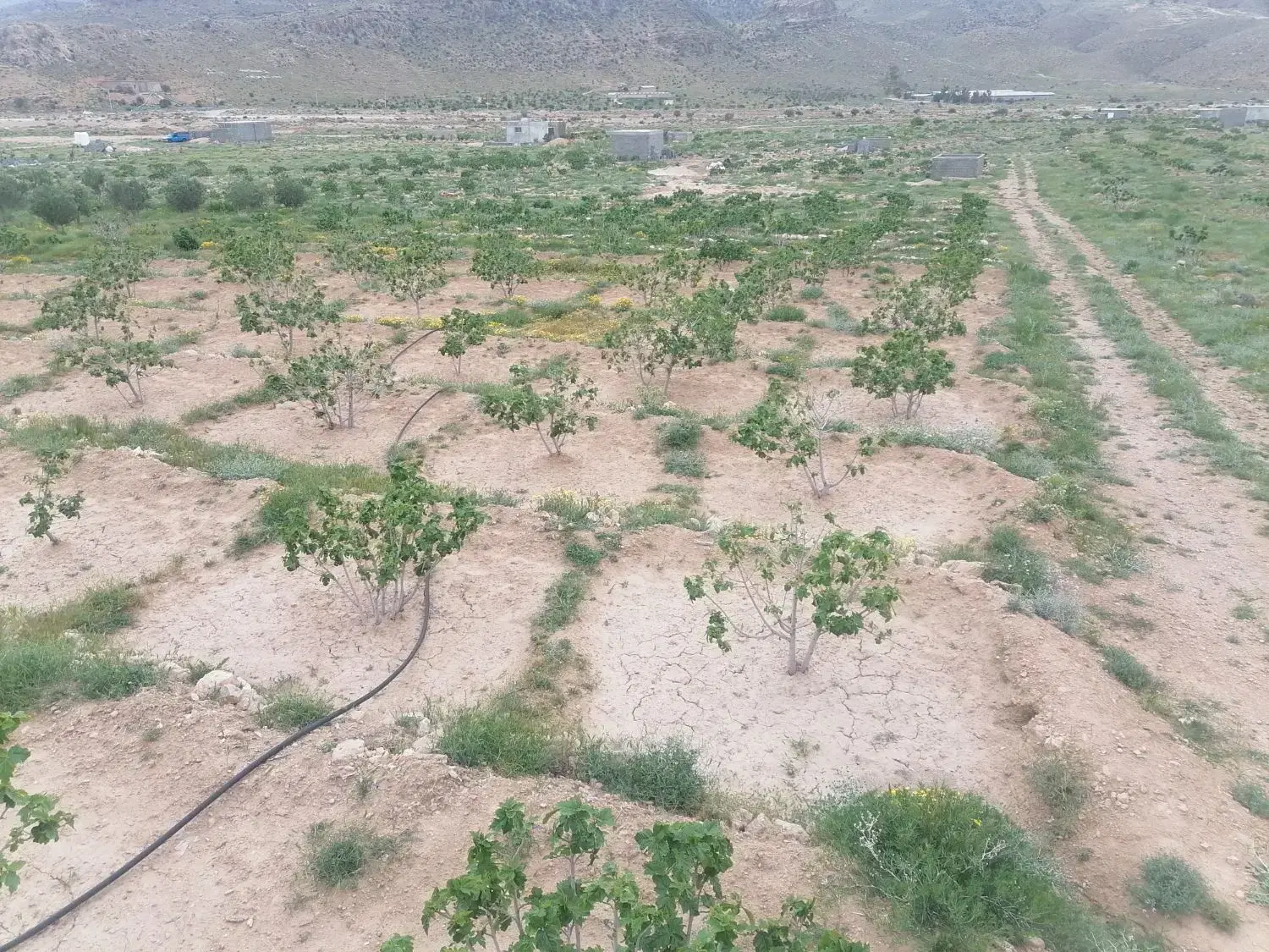 فروش ملک انجیر