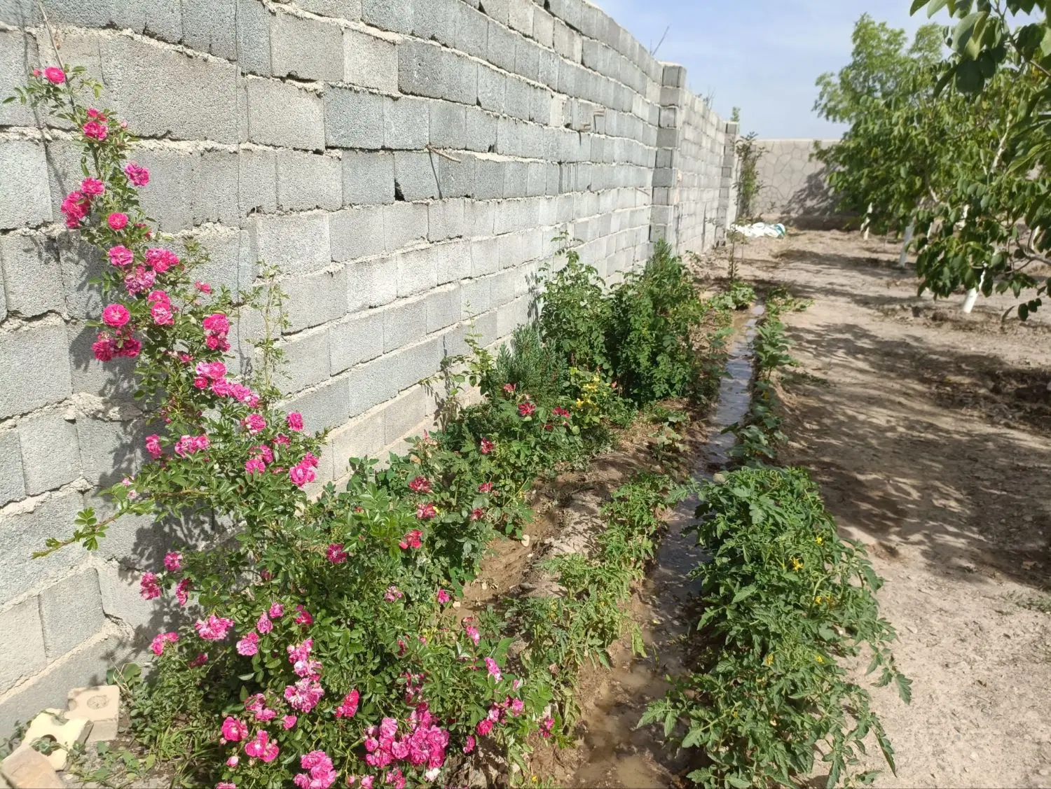 باغچه باغ