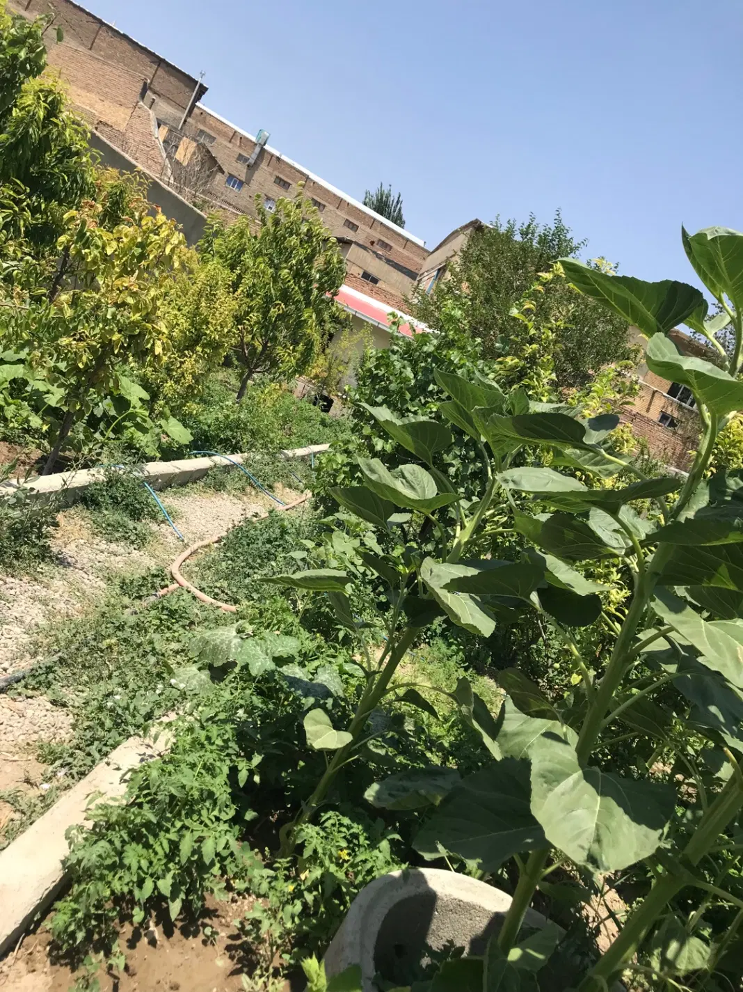 باغ ویلا اجاره