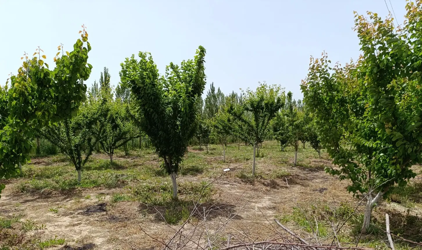 باغ  باغچه مرتب و منظم عسگراباد سراب چنگایی