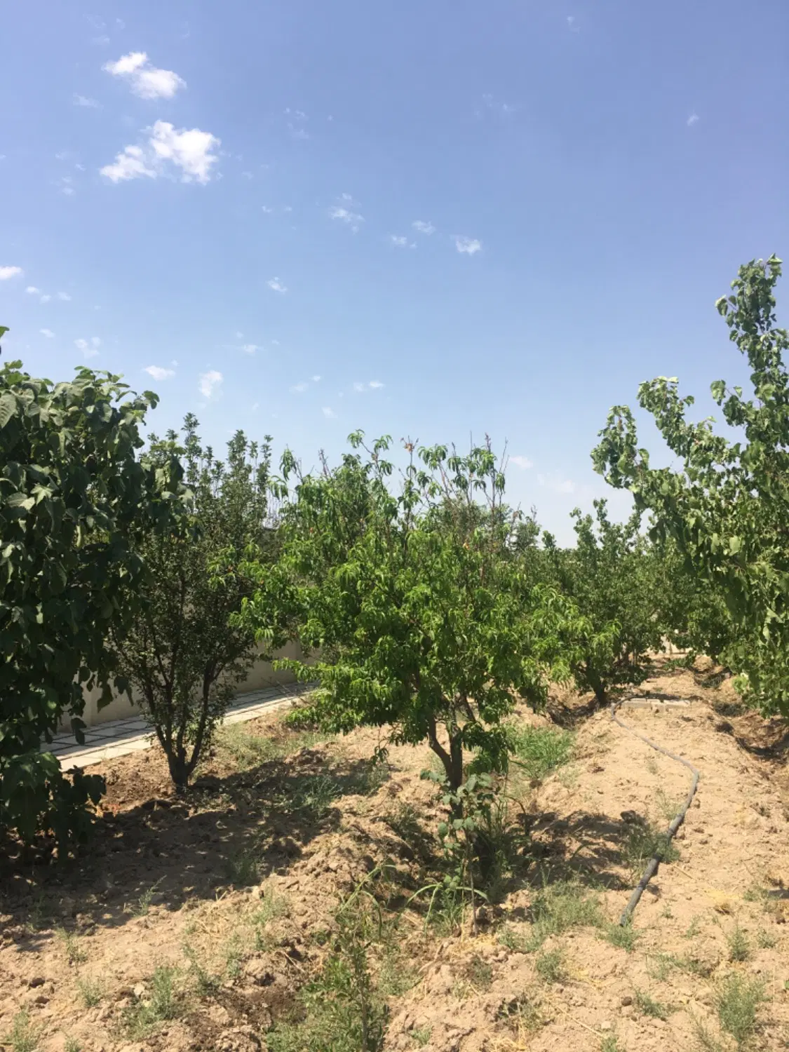 باغ ویلا ۱۰۰۰ متری شهریار