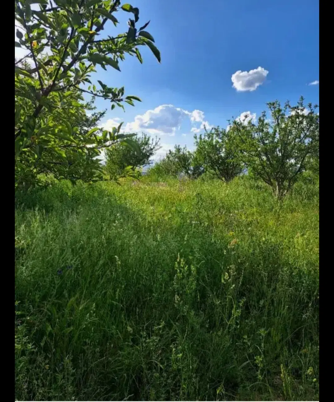 زمین کشاورزی وویلایی