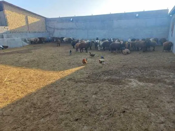 دامداری رهن و اجاره گلبهار چناران