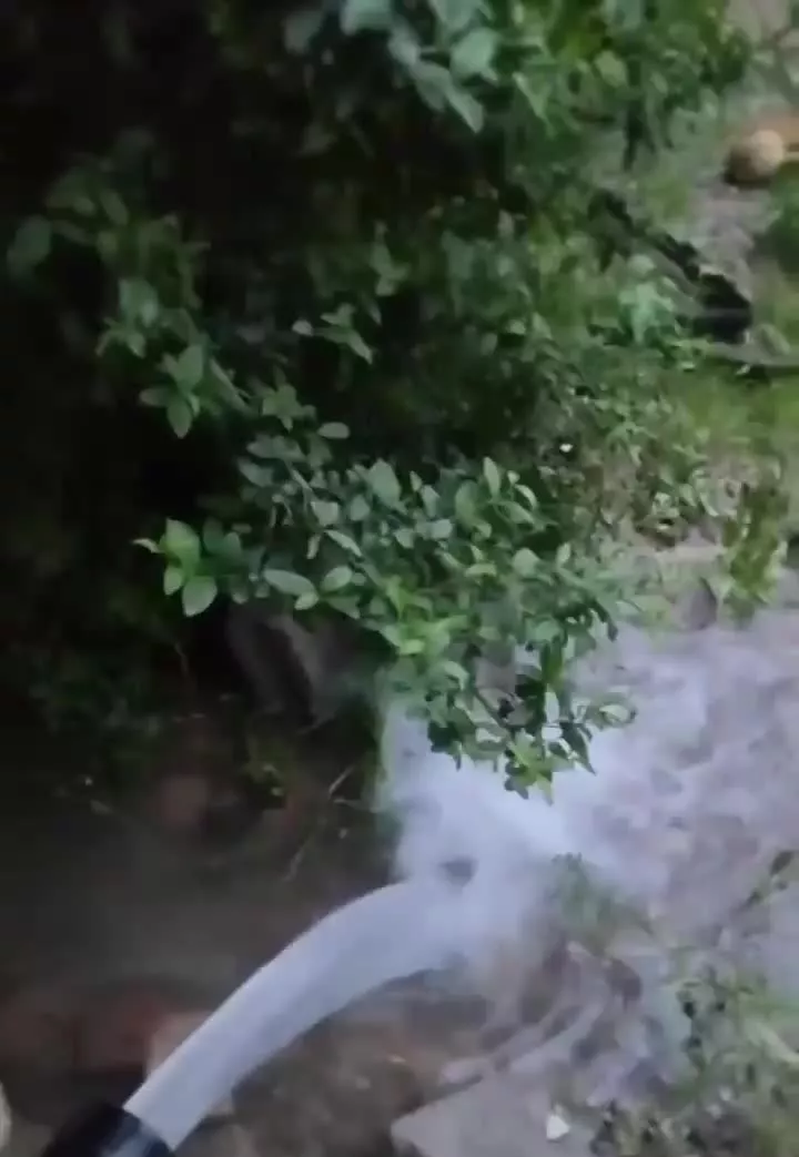 باغ با سند تک برگ
