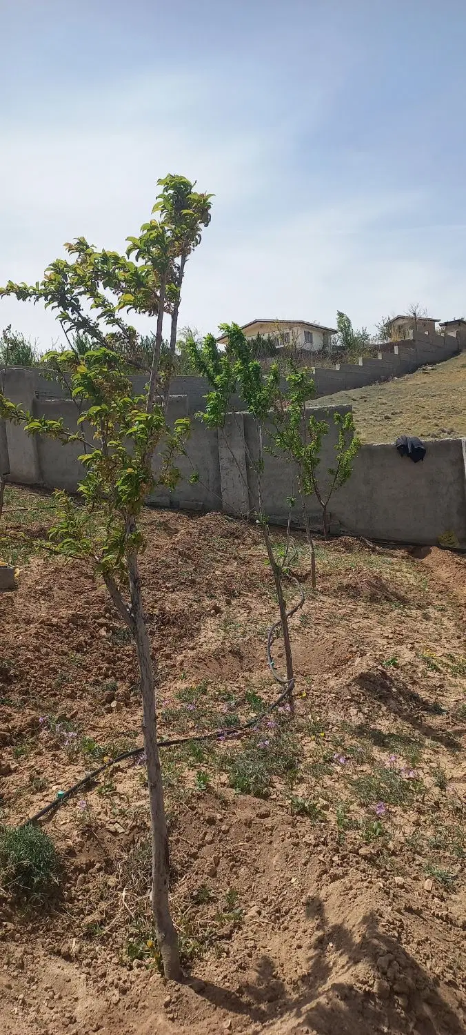 ۸۰۰متر زمین  هاشمک