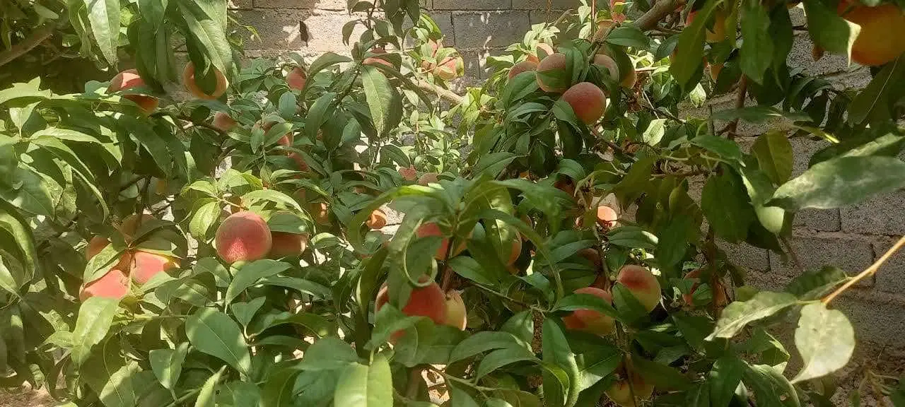ویلا در آبسرد دماوند روستای زان