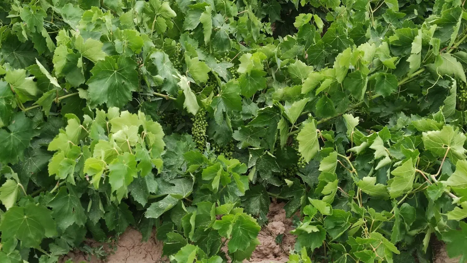 باغ انگور روستای علی آباد