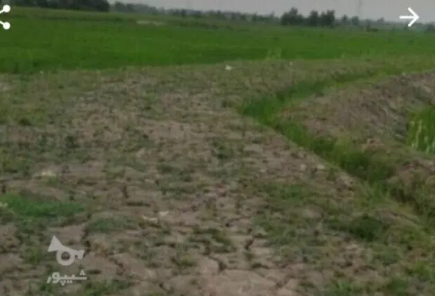 فروش زمین کشاورزی  رشت