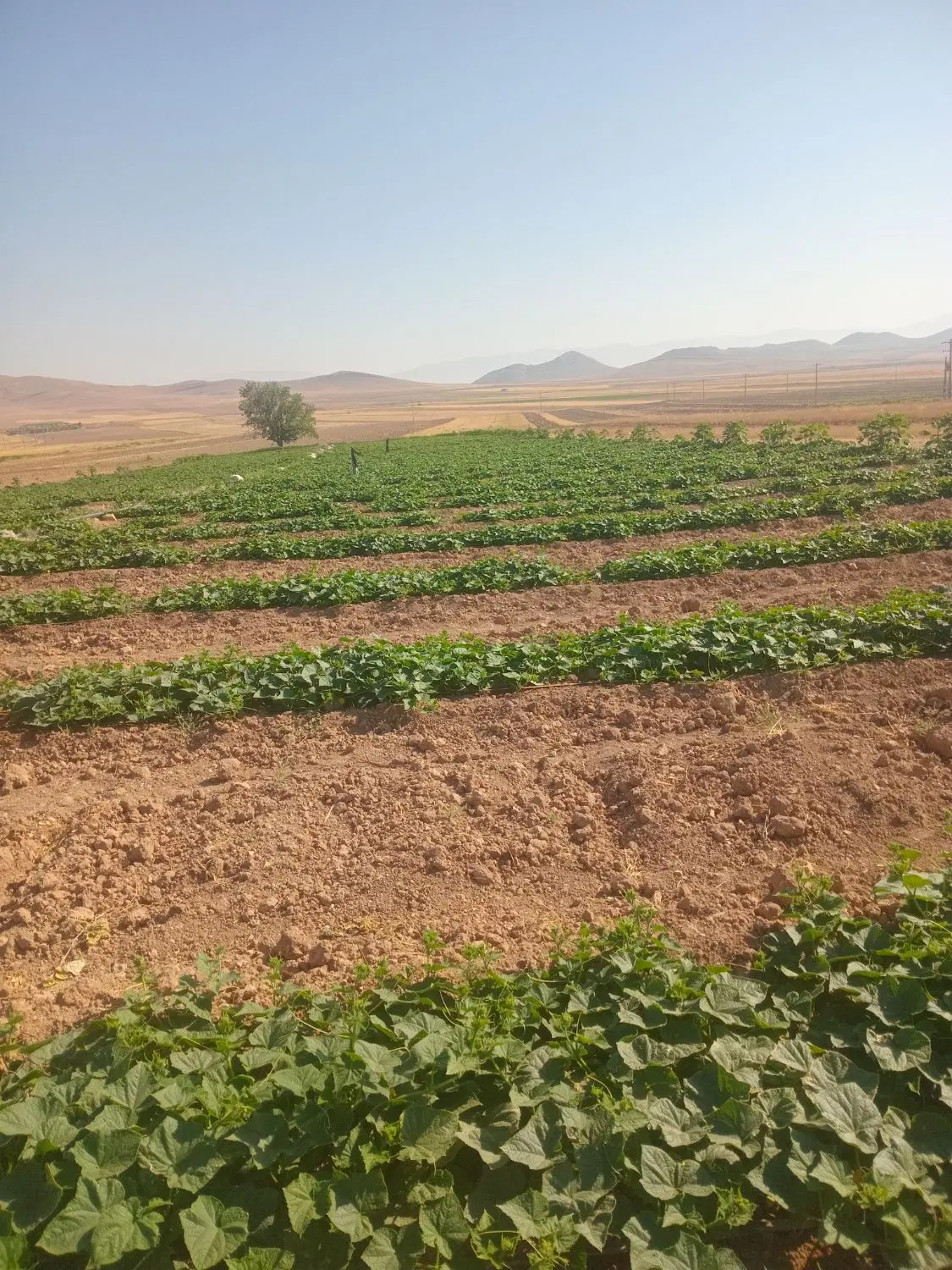 ۳۰۰۰ هزارمتر زمین خیار آماده جمع کردن بار