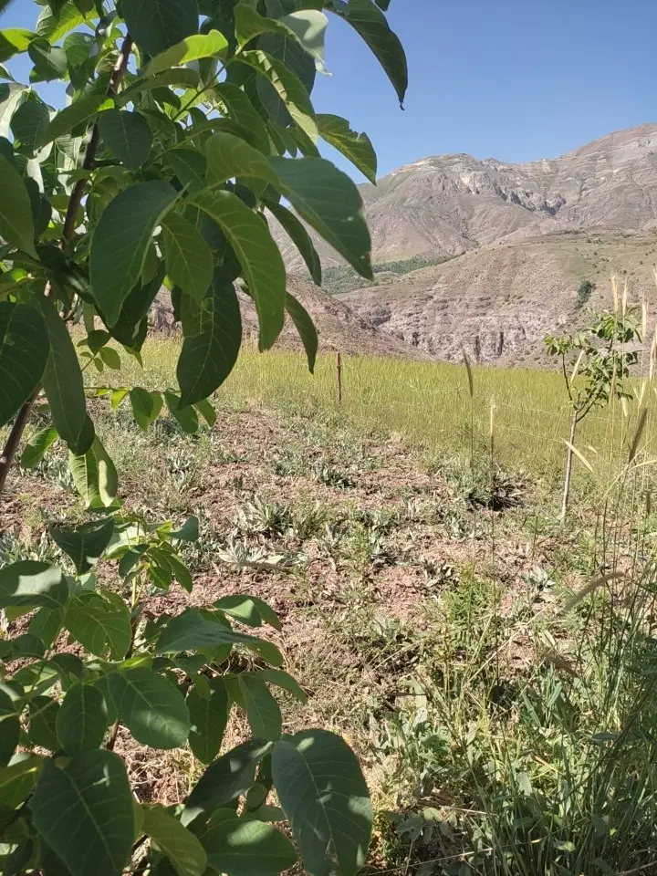 زمین ۱۰۰۰متری سنددار طالقان روستای کش