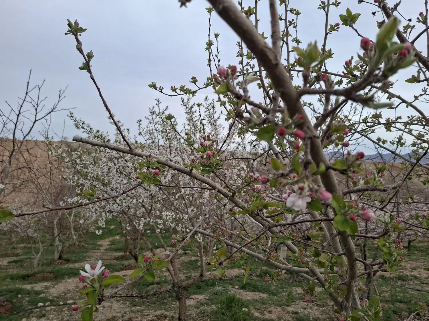 باغ سامان