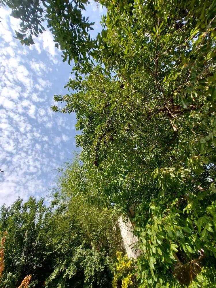 فروش زمین اینه ورزان
