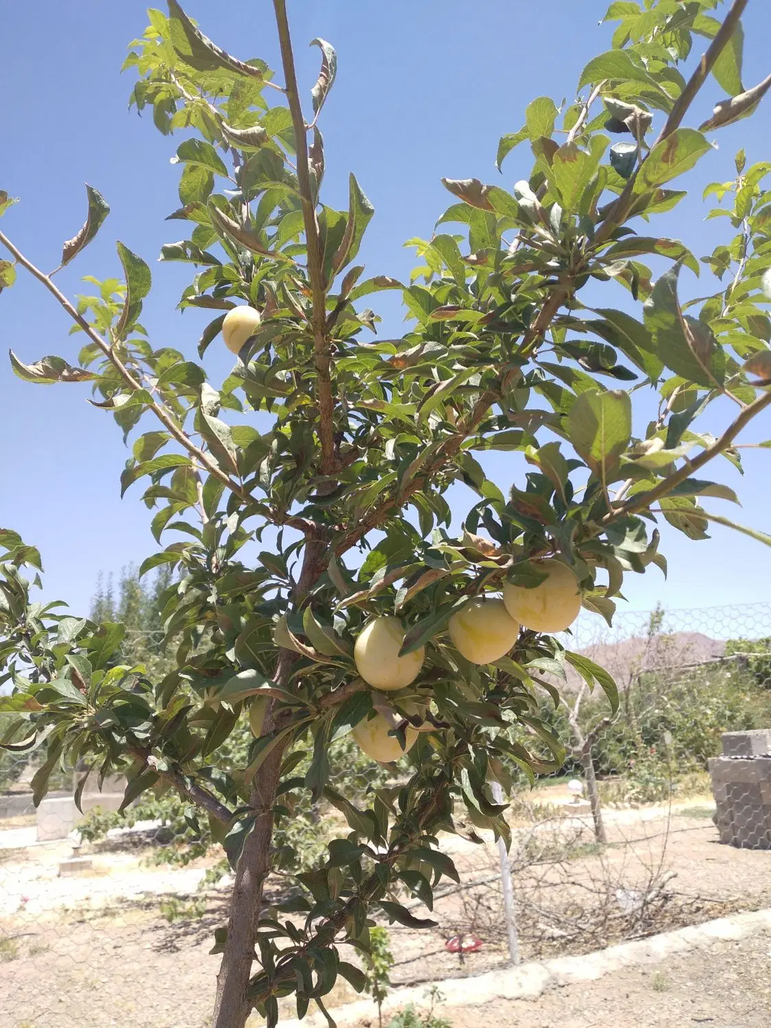 باغ شهری
