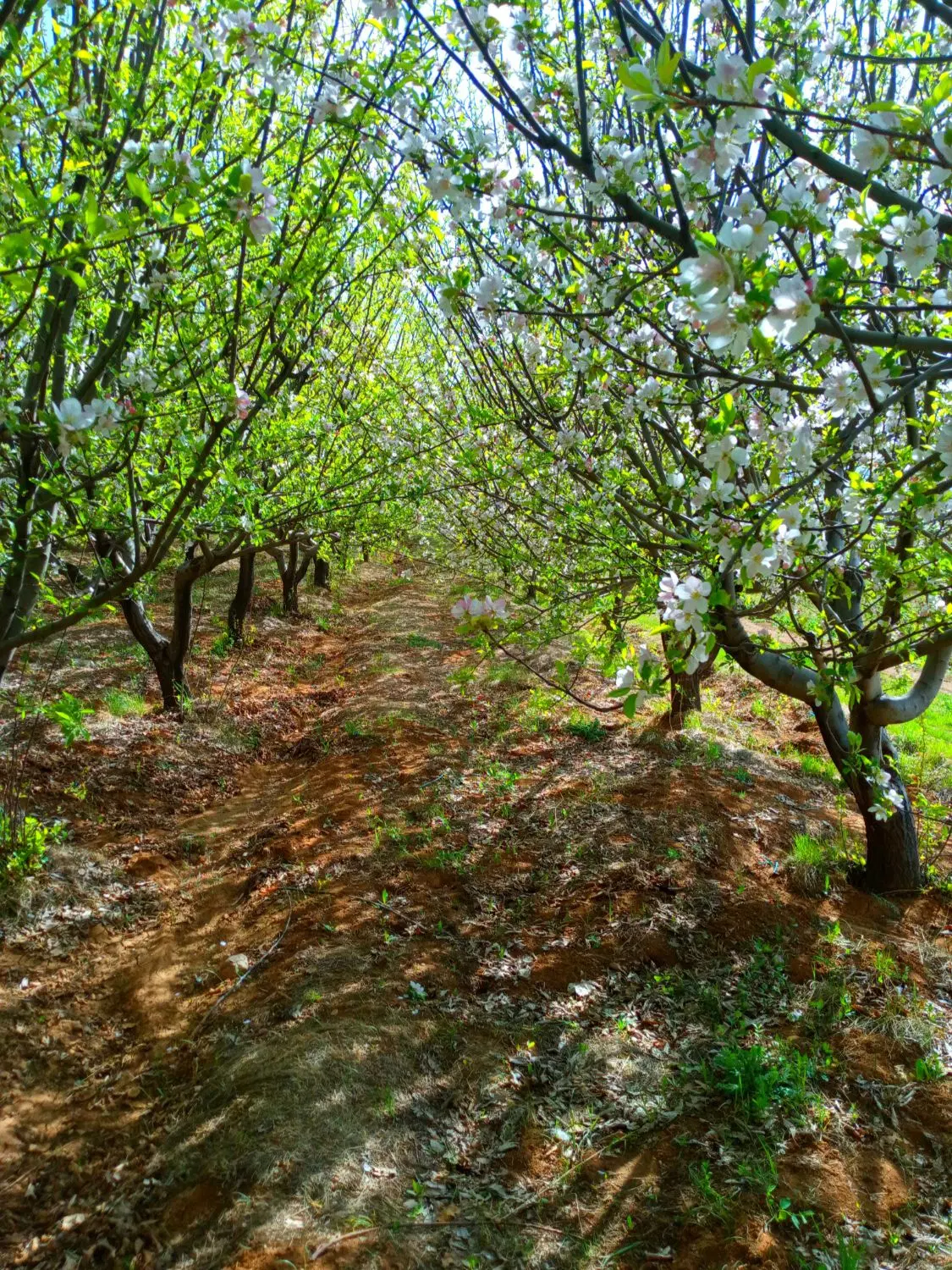فروش زمینهای ویلایی و ویلای آماده در روستای گوار