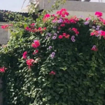 اجاره منزل ۳۰۰ متری
