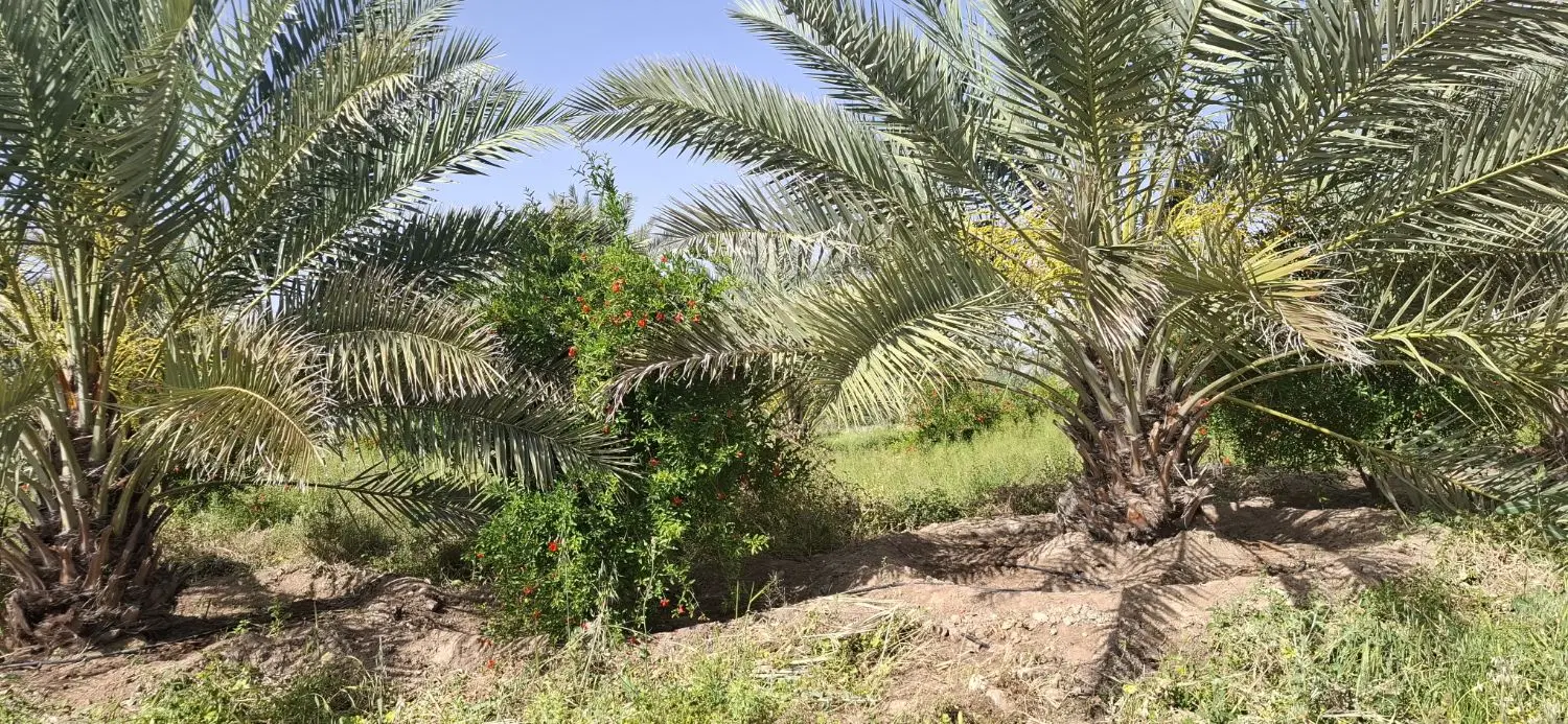 باغ 1هکتاری ..دریوسف اباد
