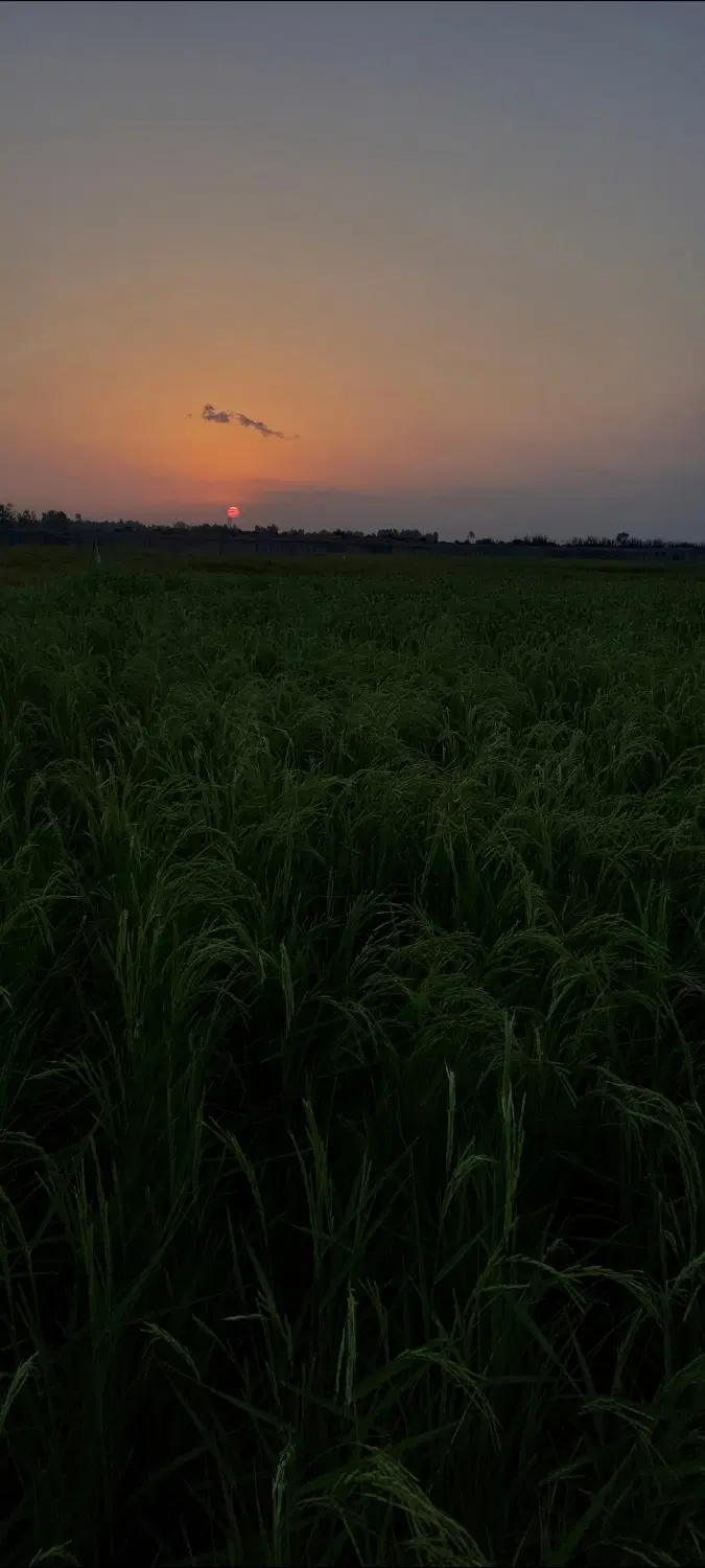 اجاره ۵ هکتار زمین برای شالیزار