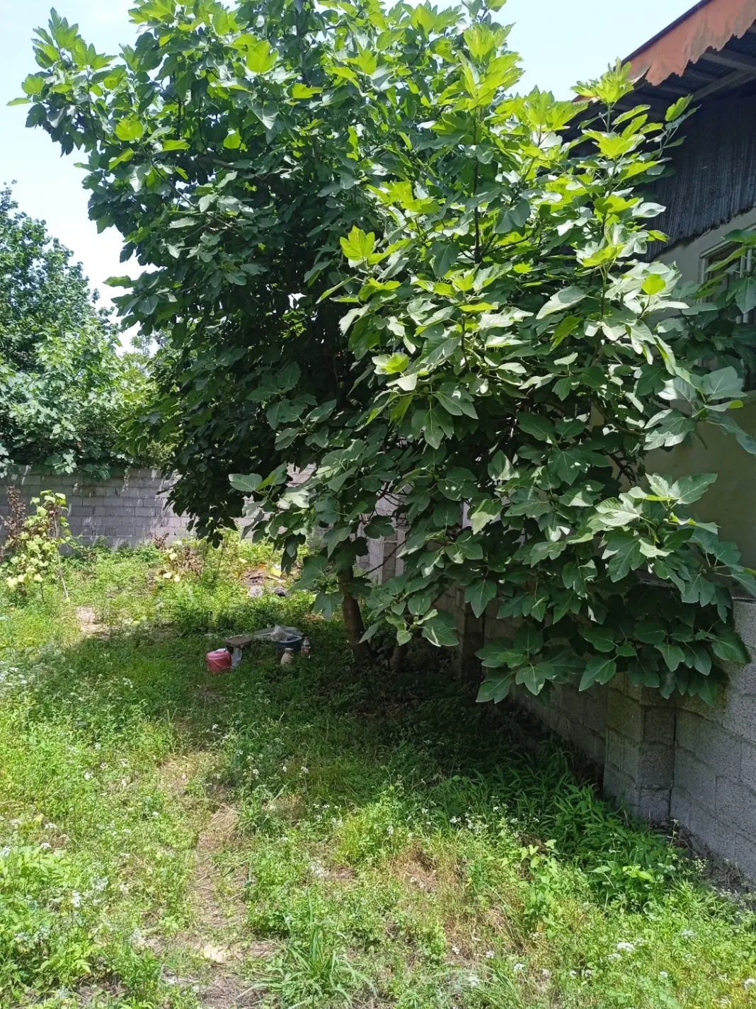 زمینی به مساحت 256متر  رشت پسیخان جیرده