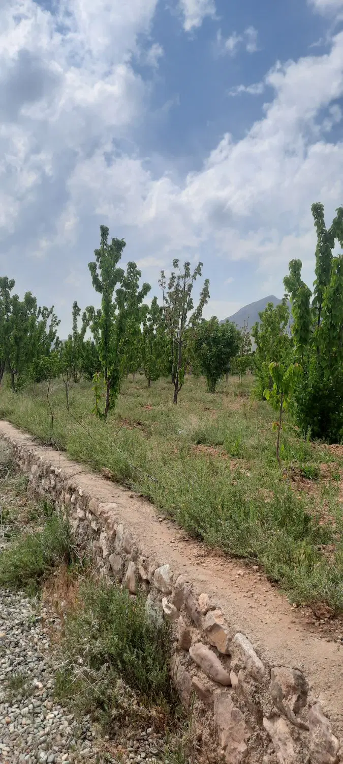 باغ گیلاس
