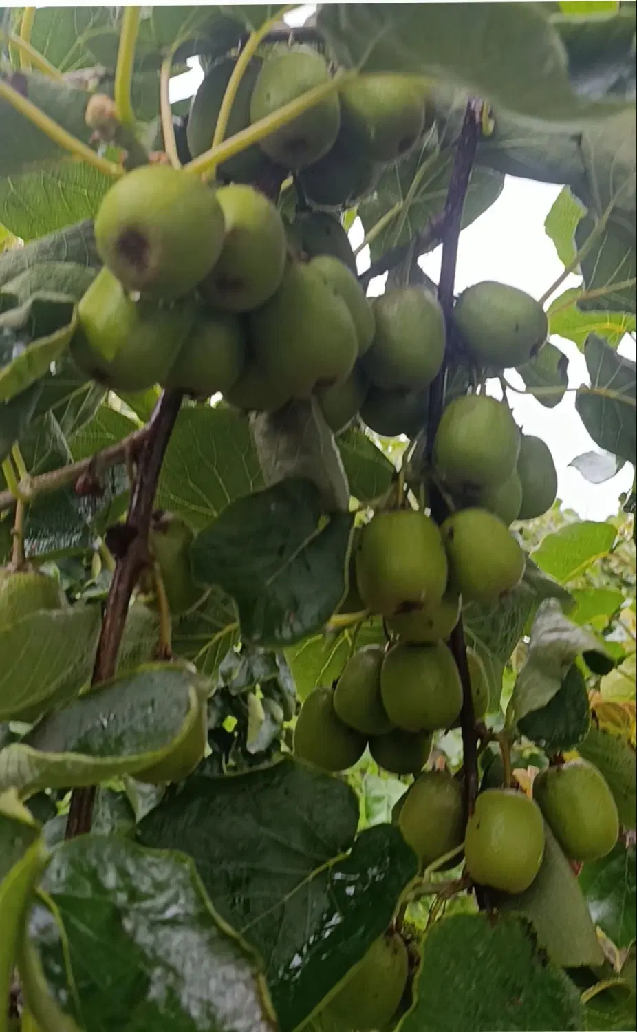 فروش باغ کیوی در شهر حویق