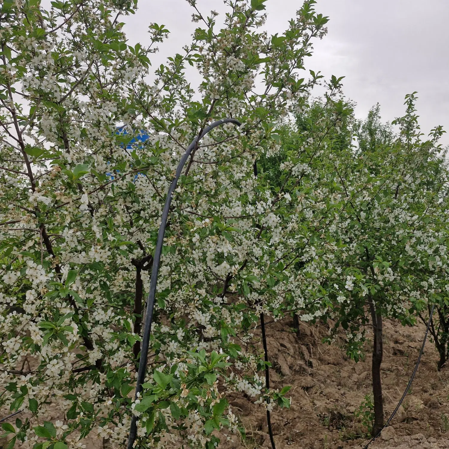 باغ ۱۰۰۰ متری چهار دیواری  روستای پیغمبر
