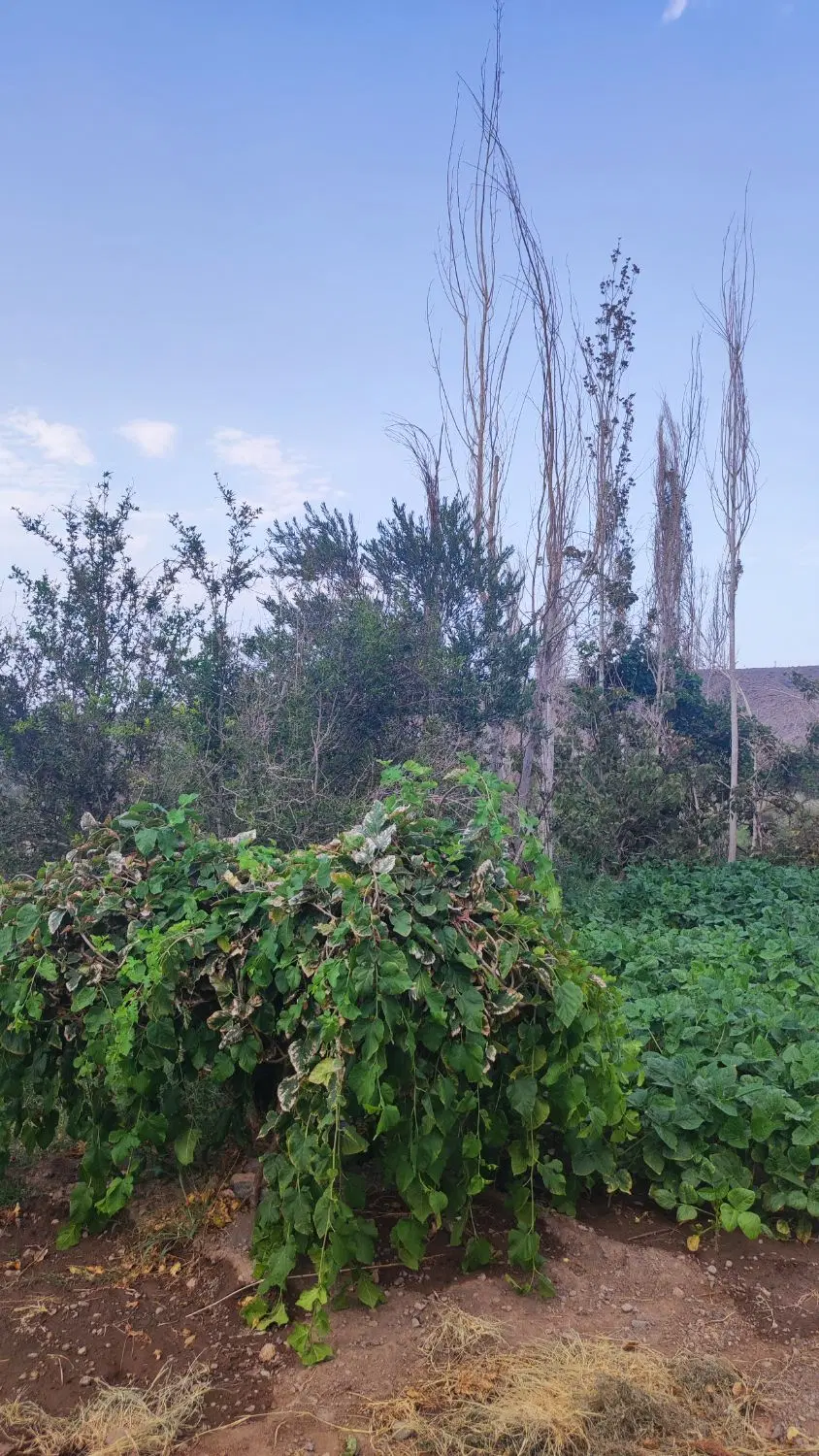 فروش زمین تجاری