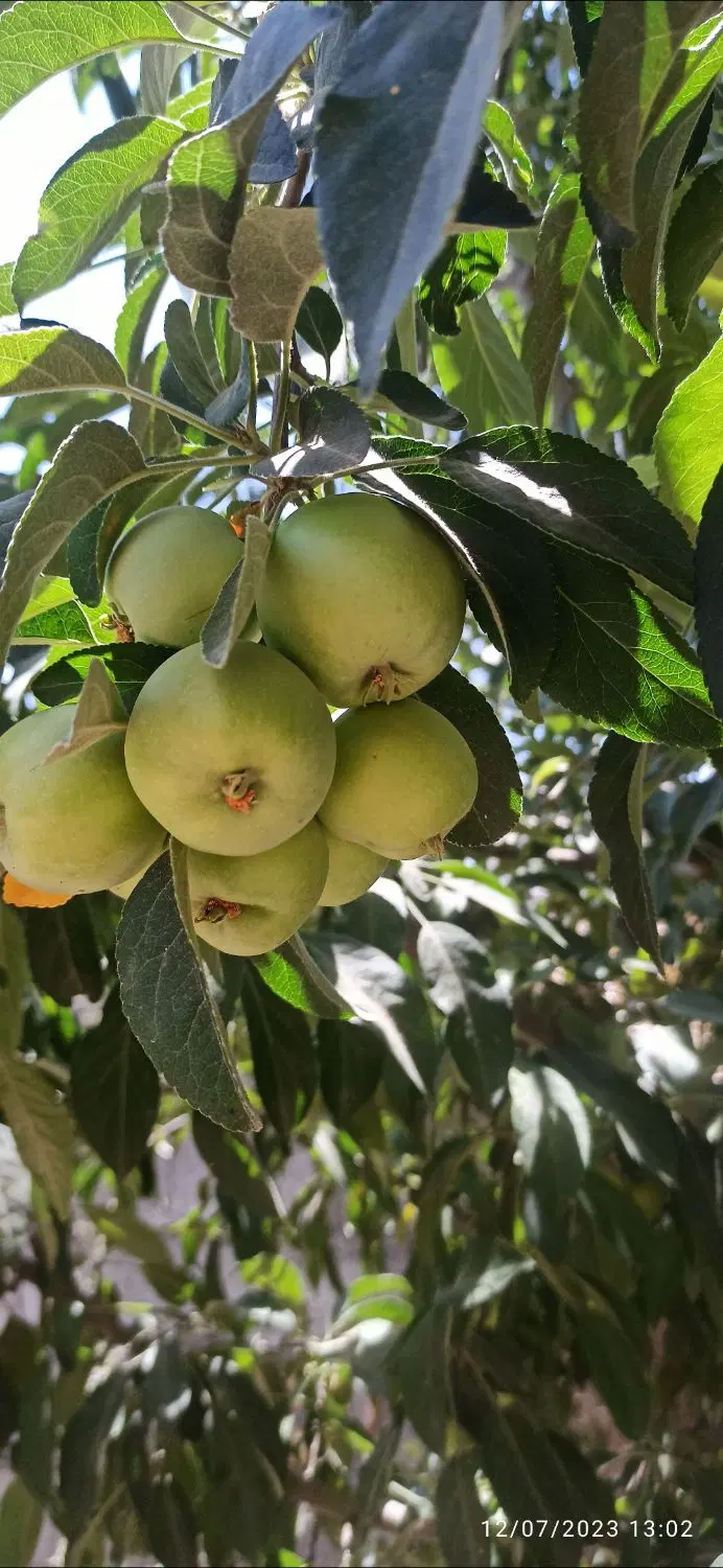 خانه ویلایی