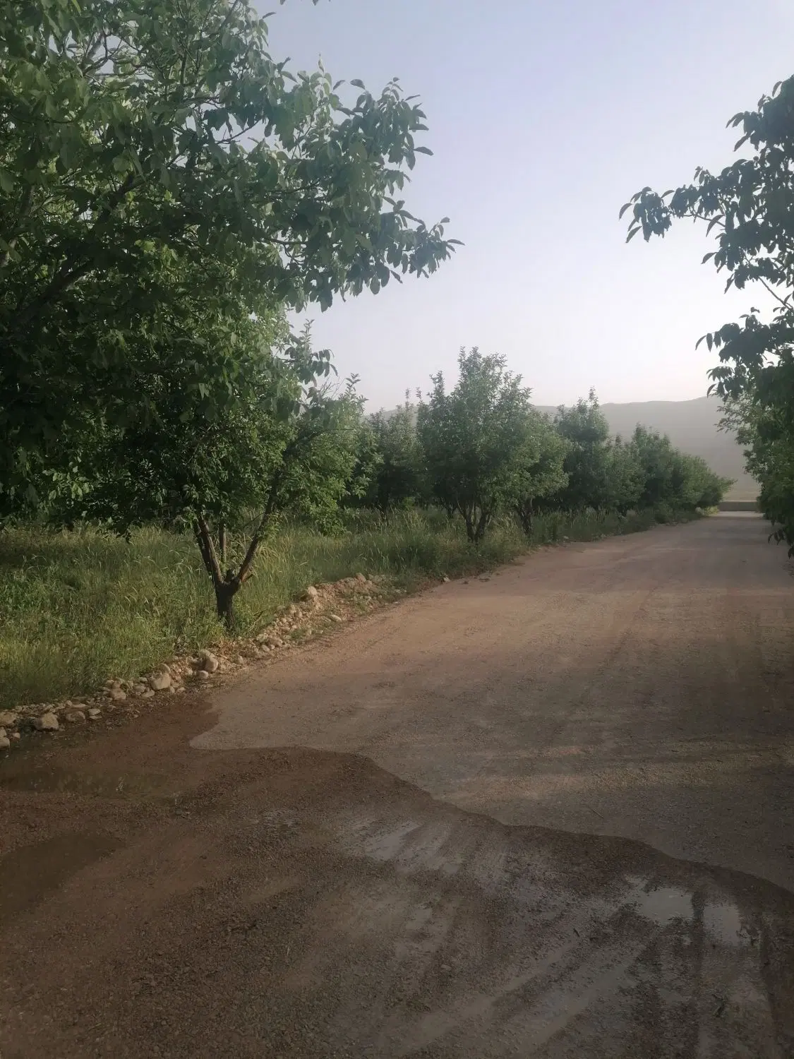 باغ شهری سیاخ دارنگون مجموعه آسمان