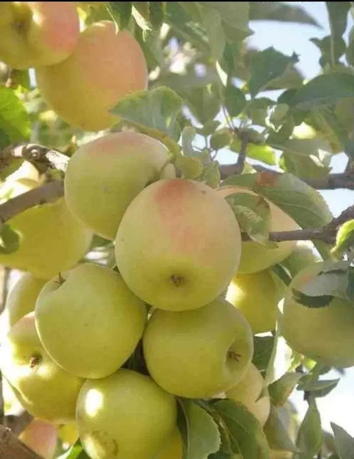باغ 1000متری  با دیوار وآب