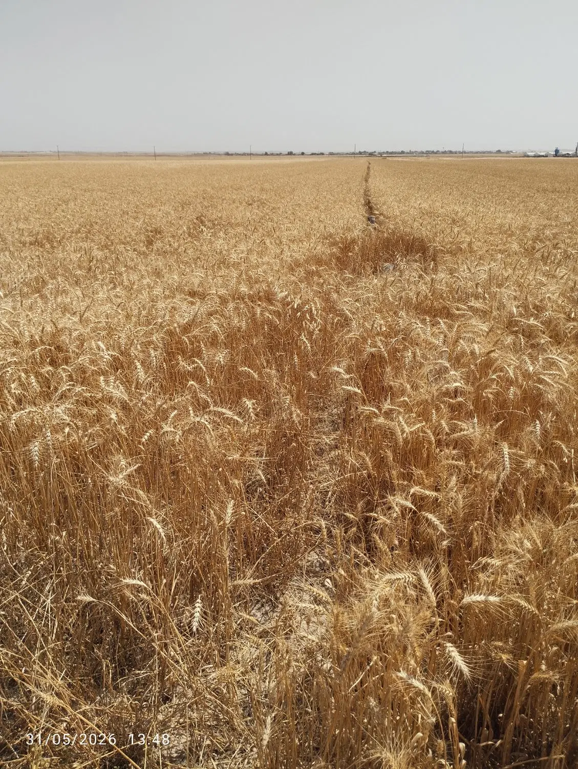 زمین کشاورزی بین روستای عوض حاجی و آمانگل تپه