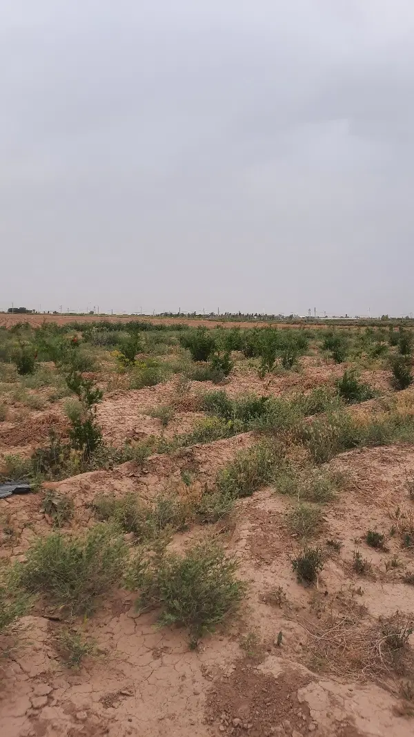 باغ انار برجاده اصلی