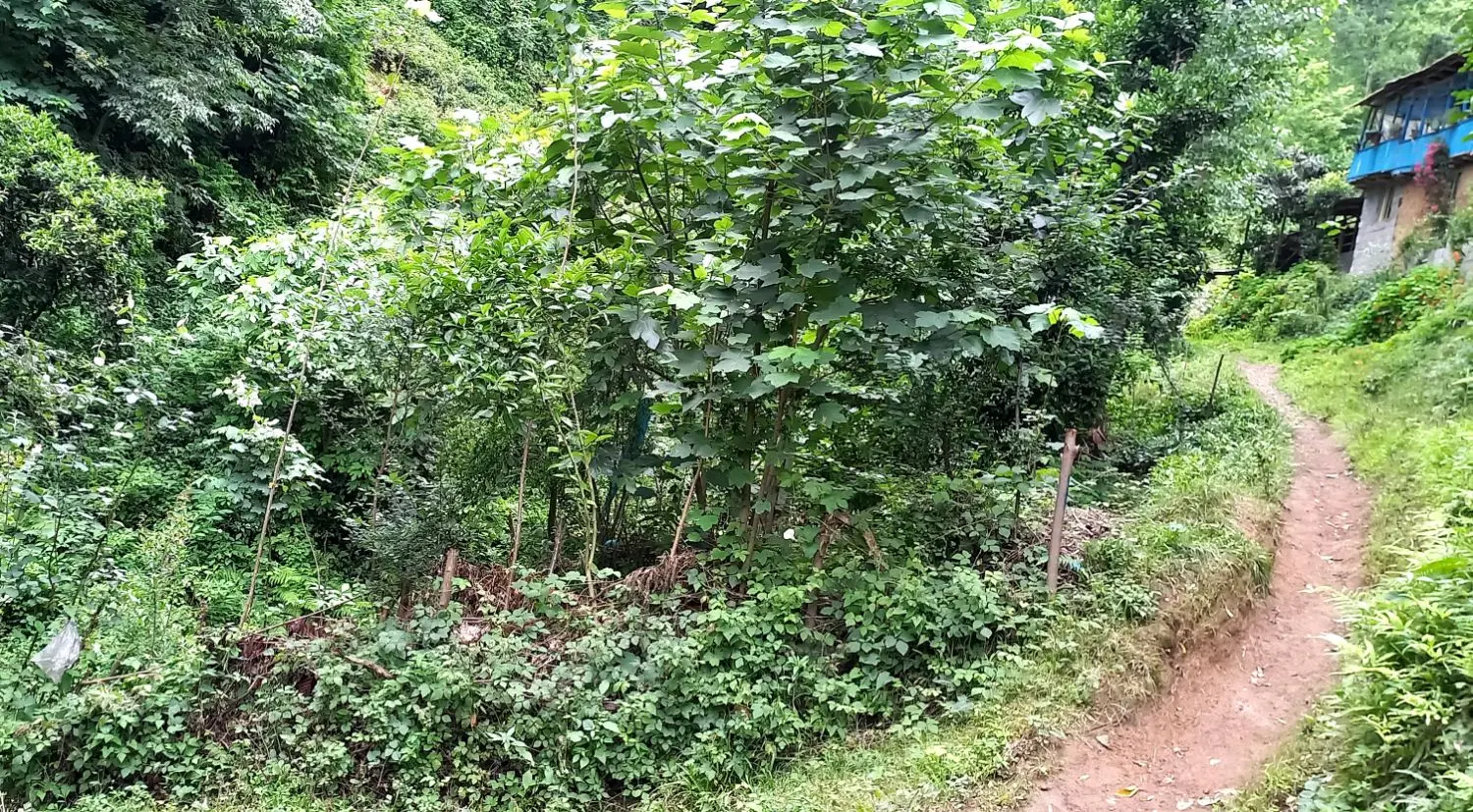 زمین باغی