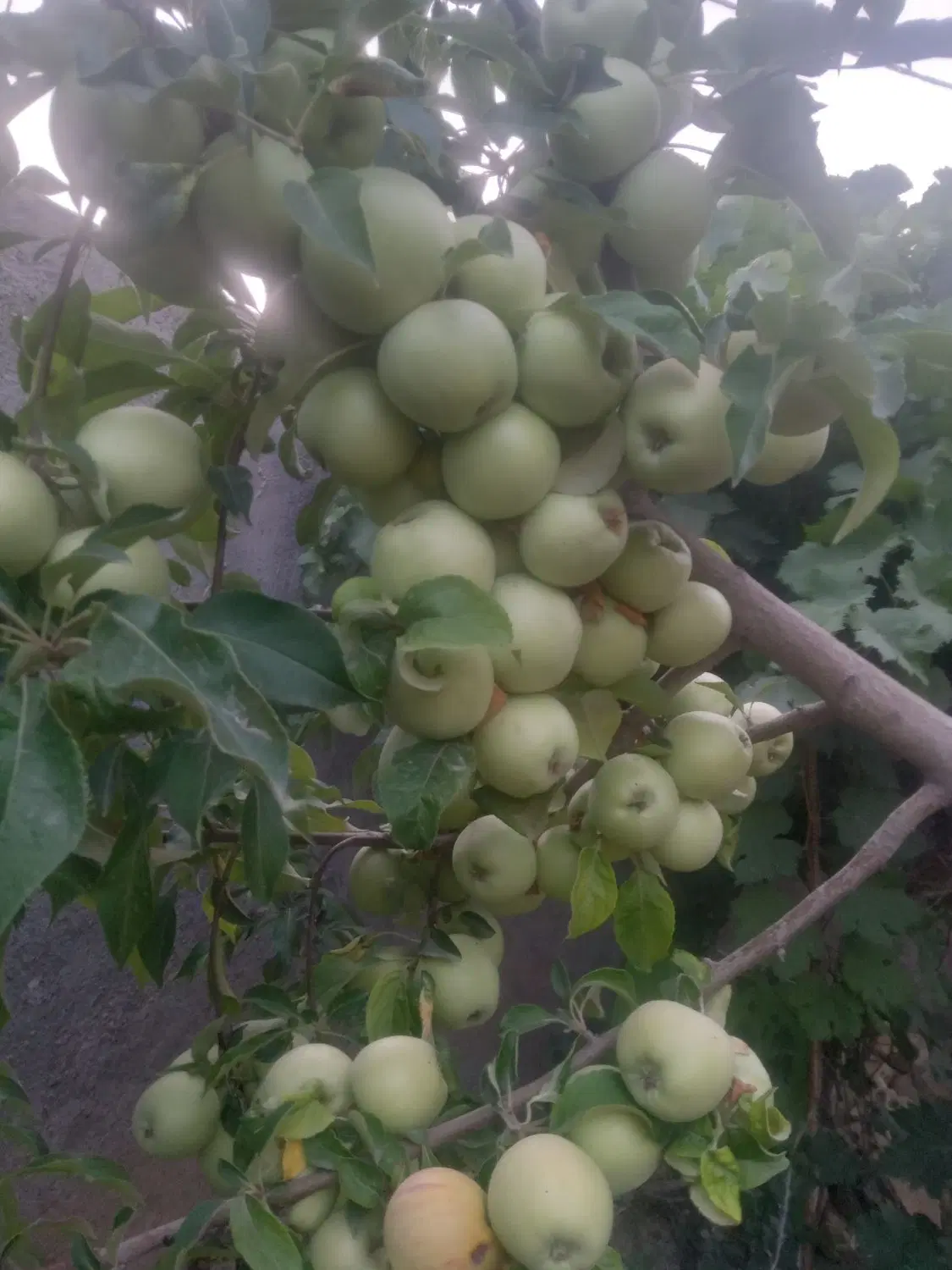 باغ ۴۰۰ متری شاهنامه ۸۰ کنار روستای گرمه