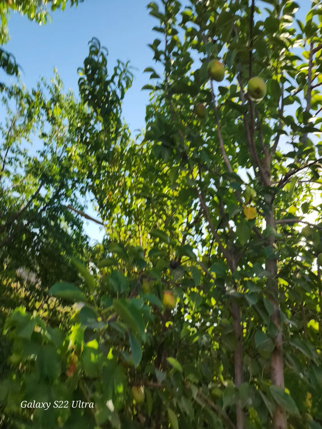 باغ ماهان