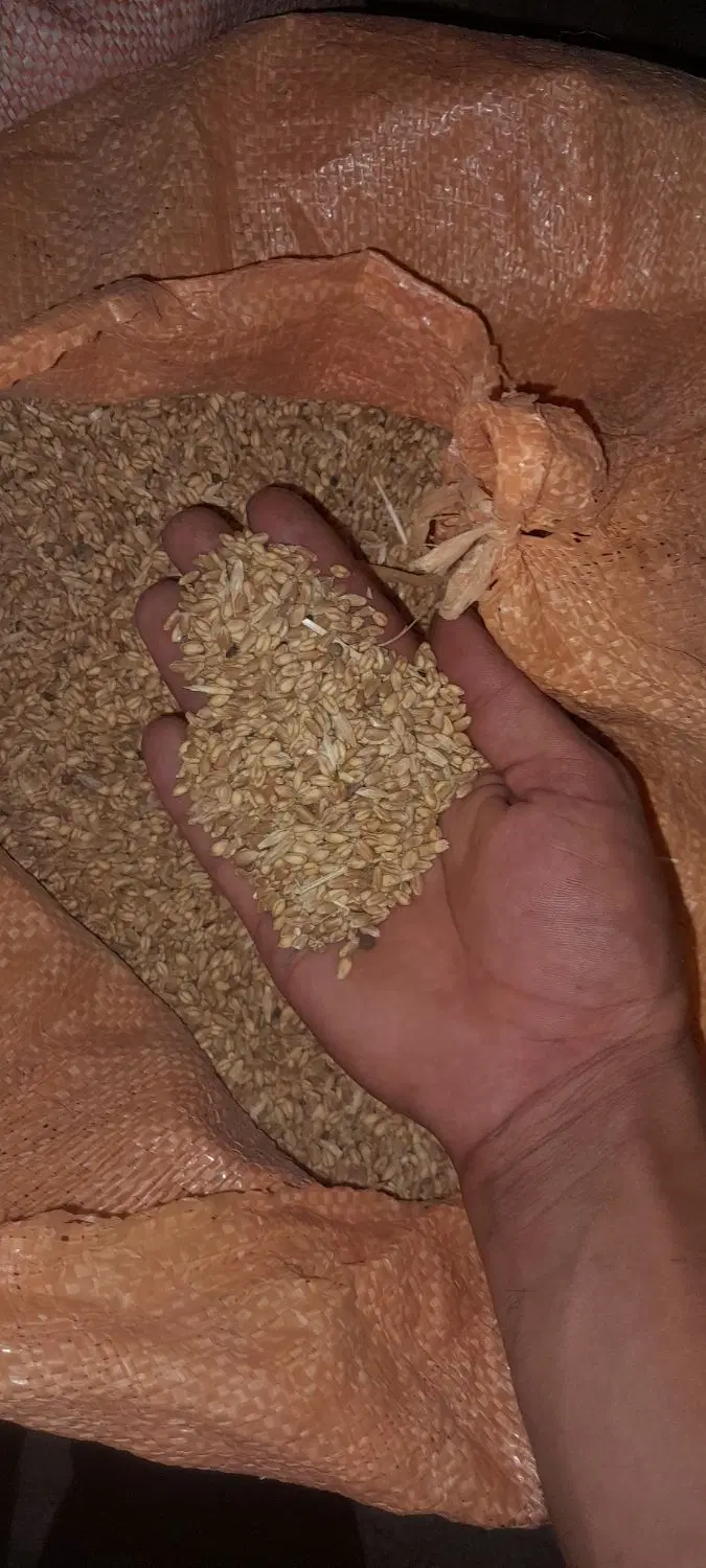 فروش گندم