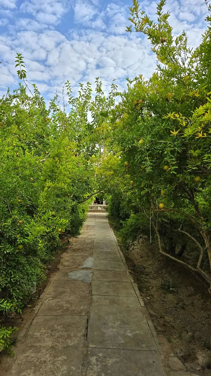 زمین تجاری مسکونی