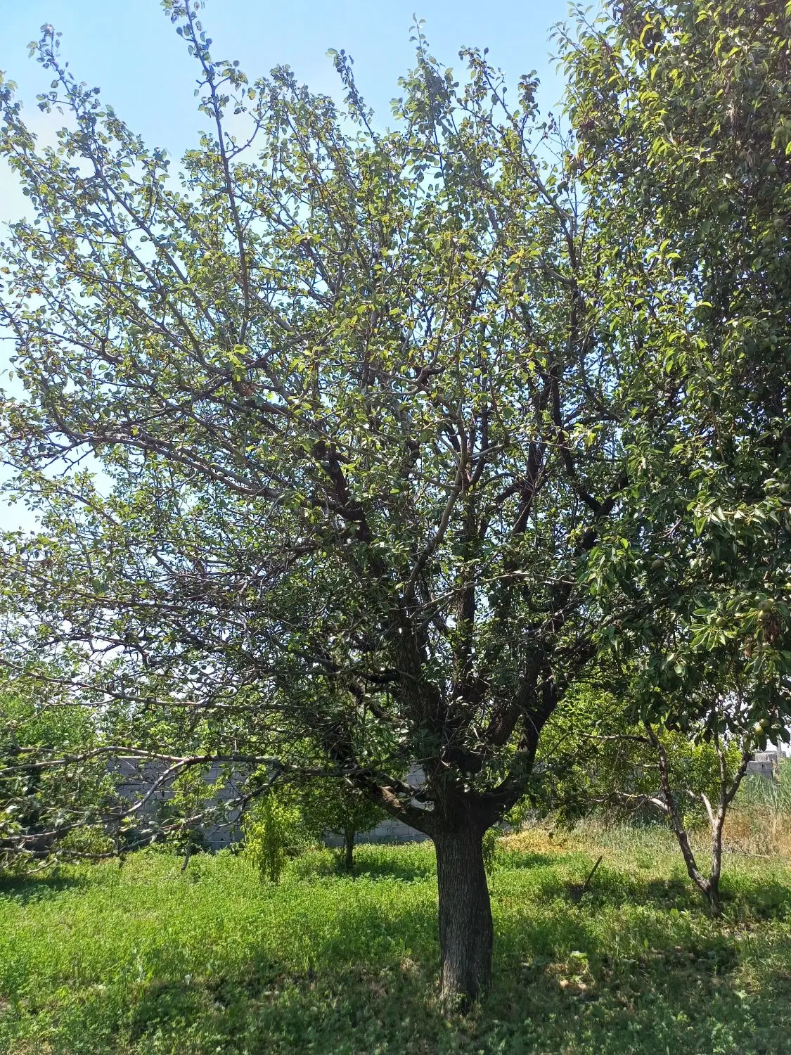اجاره درخت گلابی