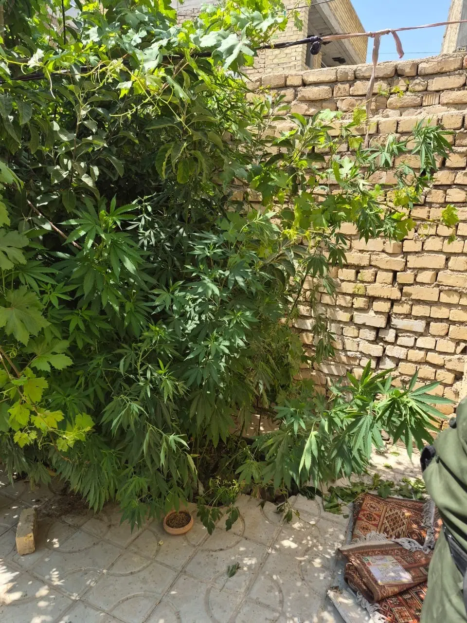 فروش زمین کفری