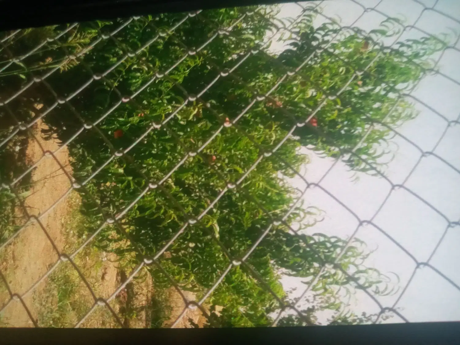 ۱۳۵۰متر باغ سیمین
