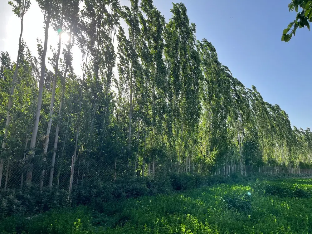 باغ در روستای گردشگری هشتادان