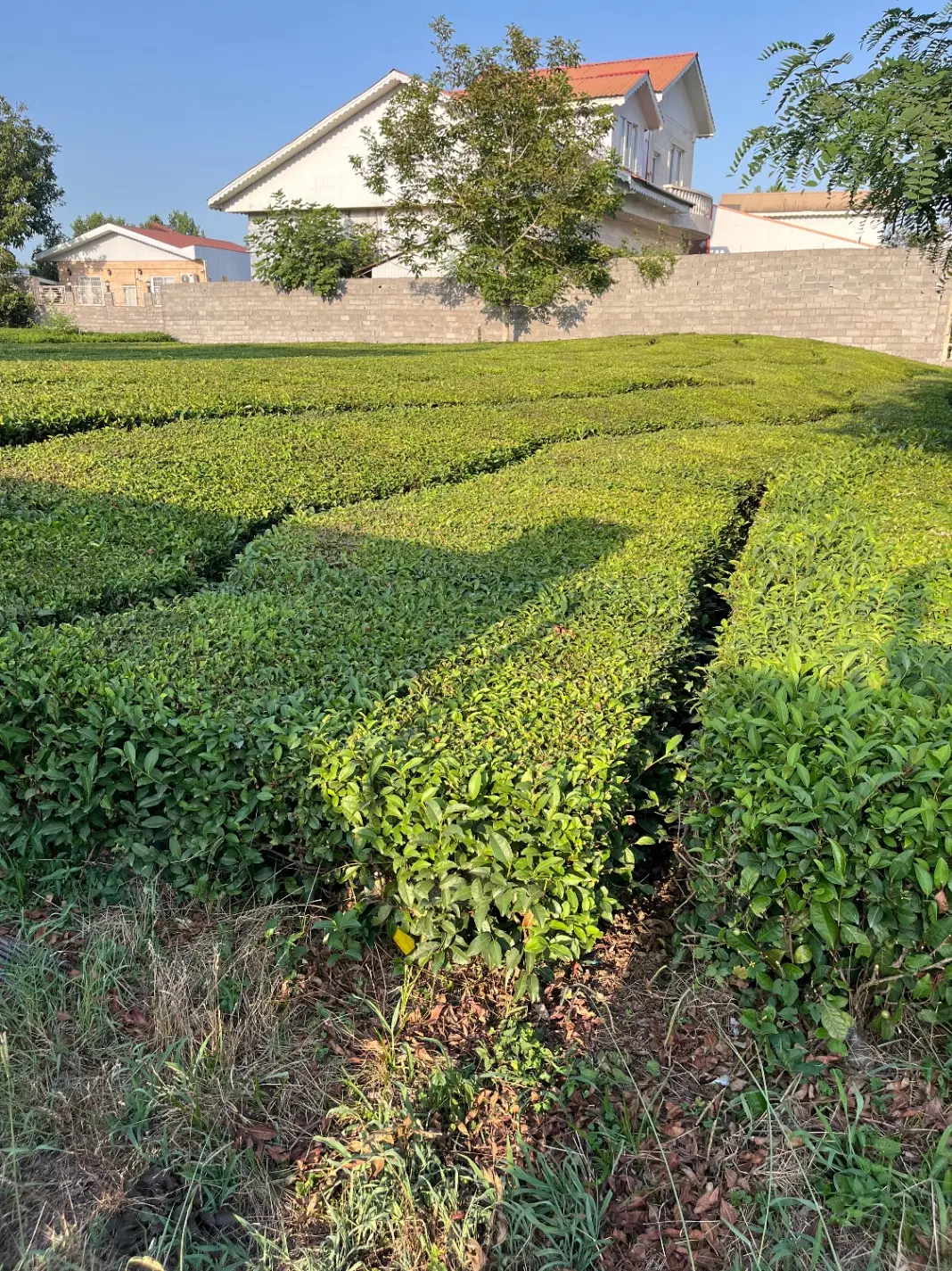 باغ چاهی