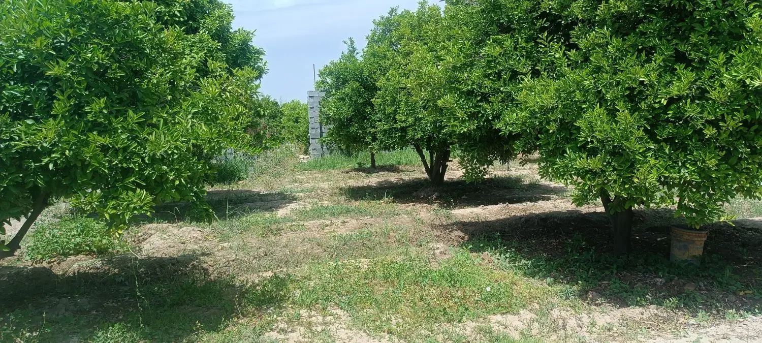 فروش باغچه